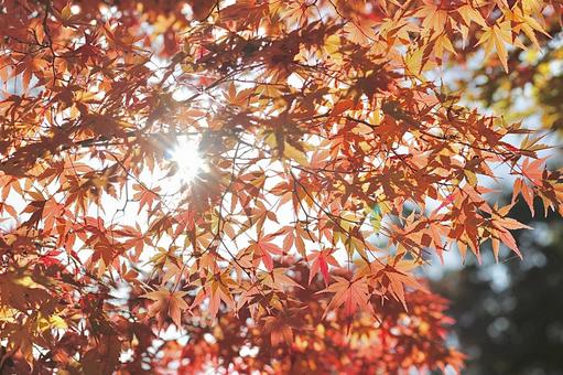 紅葉⑦ 紅葉⑦ 秋,紅葉,モミジの写真素材