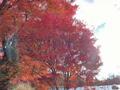 紅葉 紅葉,秋,自然の写真素材