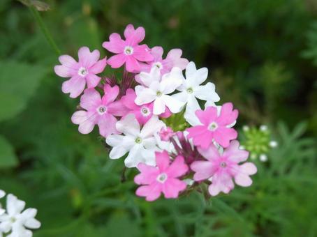 草地に咲く白とピンクのバーベナの花 草地に咲く白とピンクのバーベナの花の写真