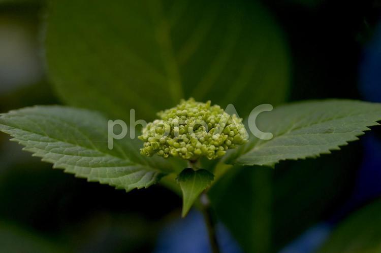 あじさいのつぼみ１ 紫陽花,つぼみ,咲く前の写真素材