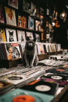 たくさんのレコードと猫 たくさんのレコードと猫の写真