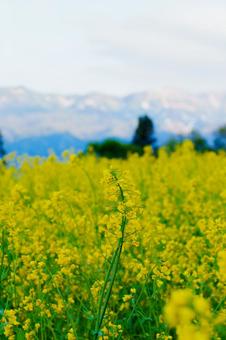 250503飯山市菜の花公園 250503飯山市菜の花公園の写真