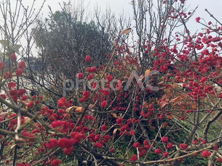 冬の日に鮮やかな木 木,冬,季節の写真素材
