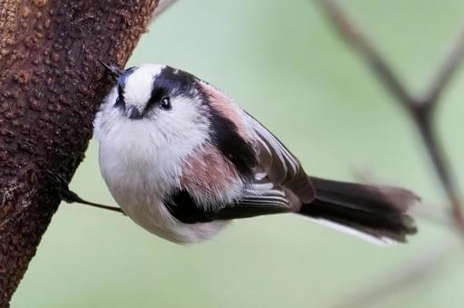 エナガ２ エナガ,野鳥,小鳥の写真素材