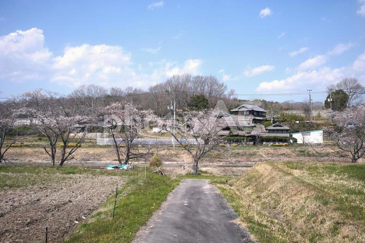 田園の桜 桜,桜並木,堤の写真素材