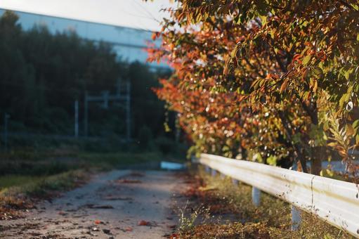 紅葉の田舎道 紅葉,秋,木漏れ日の写真素材