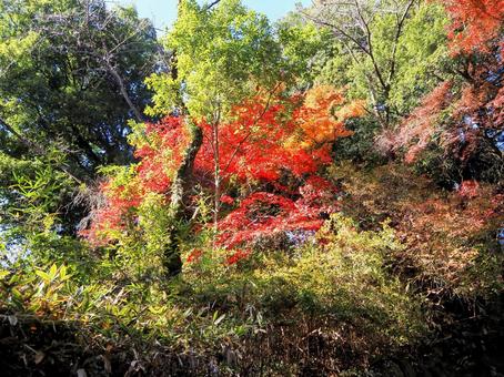 秋の天覧山・森林の紅葉（埼玉県・飯能市） 秋,天覧山,紅葉の写真素材