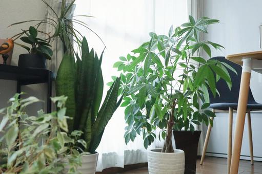 観葉植物のある部屋 観葉植物,グリーン,植物の写真素材