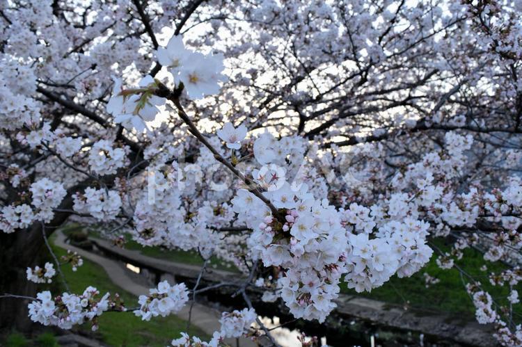 ソメイヨシノ ソメイヨシノ,桜,花見の写真素材