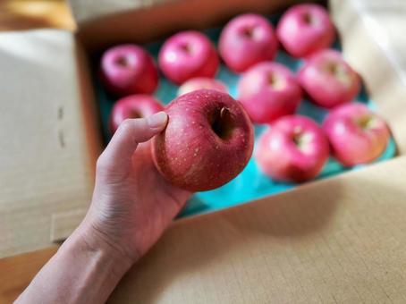 りんごを手に持つ女性　3 リンゴ,りんご,女性の手の写真素材