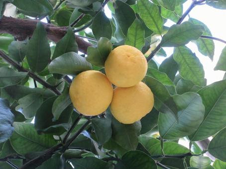 ハナユズ  ００２ ハナユズ,ハナユ,一才ゆずの写真素材