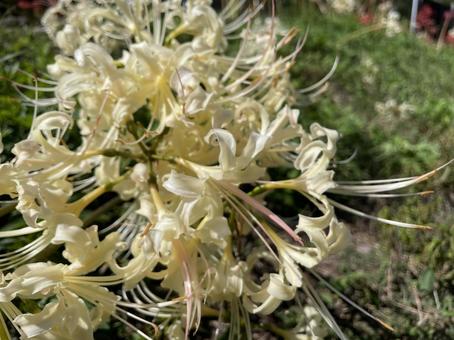 彼岸花　白の写真