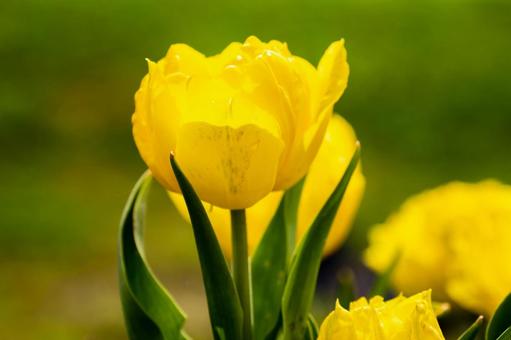 Tulips(21), JPG Tulips(21), JPG