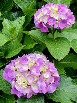 紫陽花 紫陽花の写真