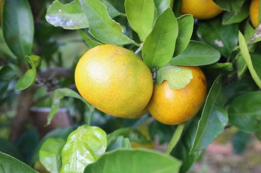 温州みかん 温州みかん,みかん,柑橘の写真素材