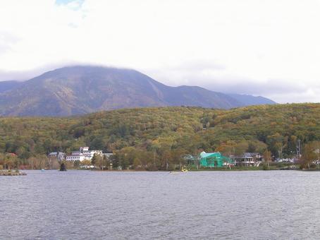 Photo, lake shirakaba, japanese privet (ligustrum japonicum), nagano prefecture, 
