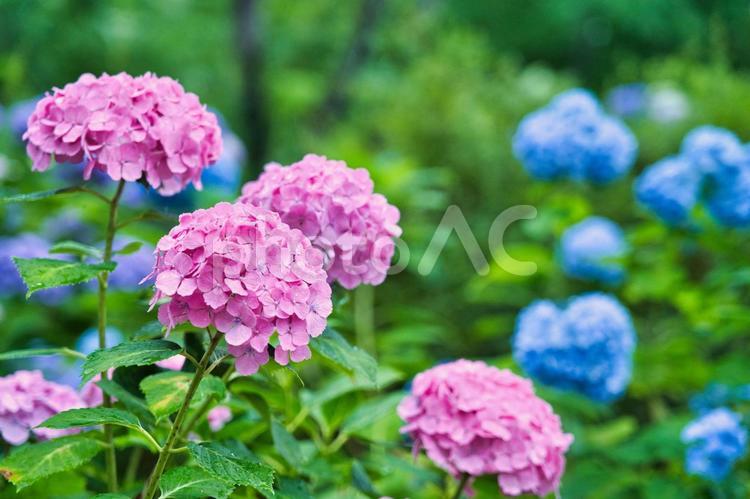 雨に濡れたアジサイ 紫陽花,あじさい,梅雨の写真素材