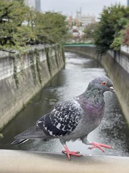 神田川10月:橋の上の鳩 2025 神田川10月:橋の上の鳩 2025 鳩,鳥,生物の写真素材