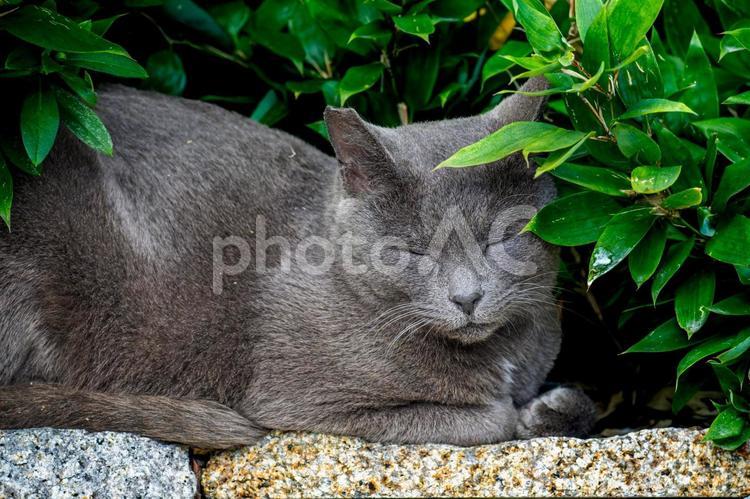 公園の猫・公園の野良猫 猫,ネコ,ねこの写真素材
