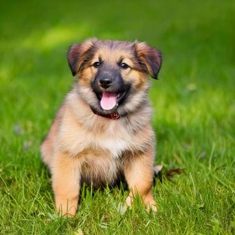 笑っている子犬の写真