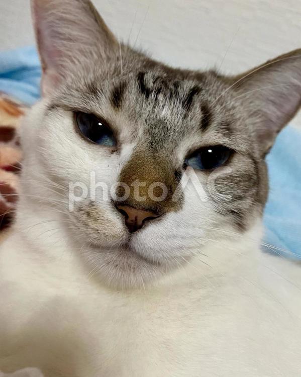 こちらを見つめてくるシャム系猫様　縦画像 猫,シャムトラ,見つめるの写真素材
