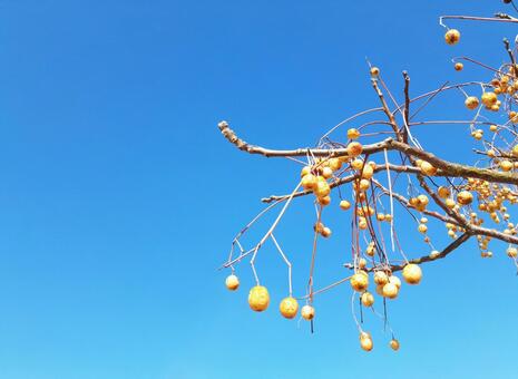 青空に映える無患子1 無患子,実,枝の写真素材
