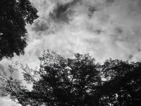 曇り空と木々 白黒 曇り空と木々 白黒 空,木,曇り空の写真素材