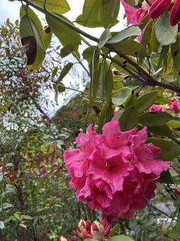 flower, JPG