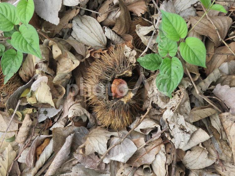 ５月下旬・早くも落果していたイガグリ 植物,木の実,栗の実の写真素材