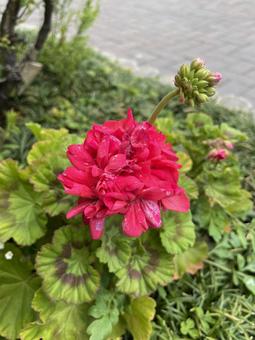 道端の赤い花 道端の赤い花の写真