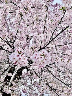 桜の花 桜の花の写真