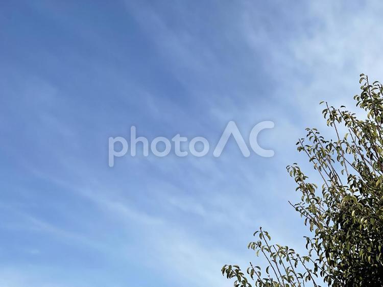 初夏の空と新緑 空,新緑,木の写真素材
