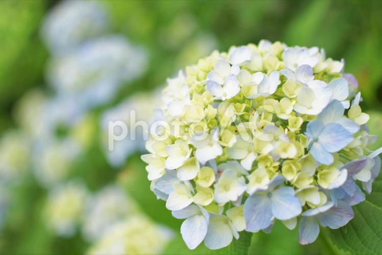 咲き始めたアジサイ アジサイ,花,風景の写真素材