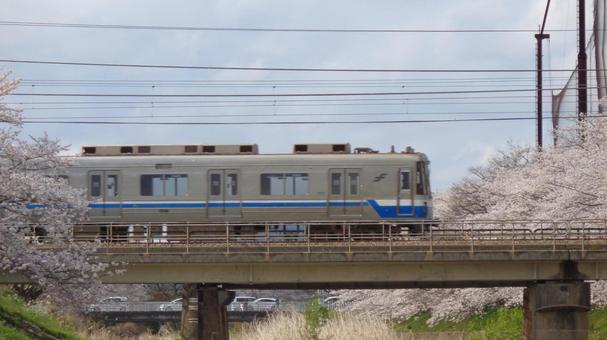 筑肥線と桜_2025_26 桜,花見,電車の写真素材