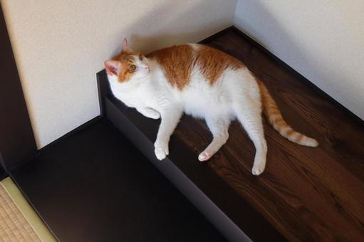 和室と猫_27 和室と猫_27 ねこ,猫画像,和室の写真素材