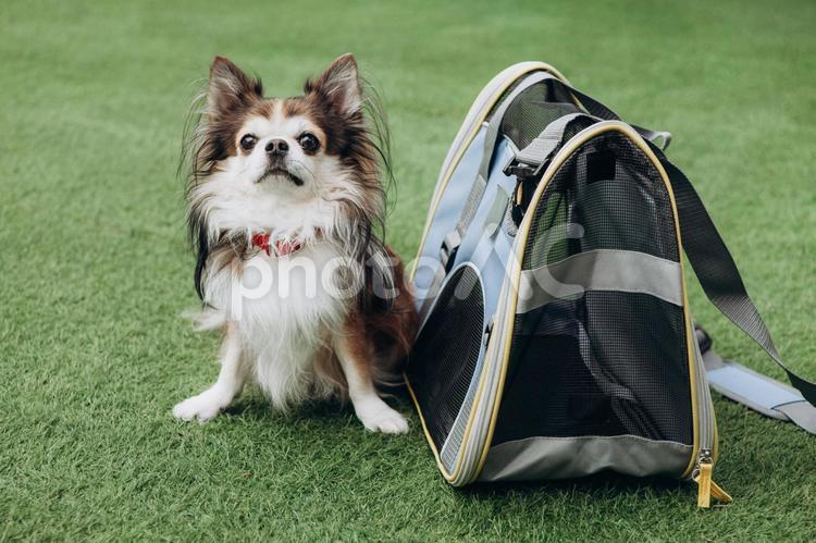 カメラ目線で座るチワワとバッグ チワワ,犬,動物の写真素材