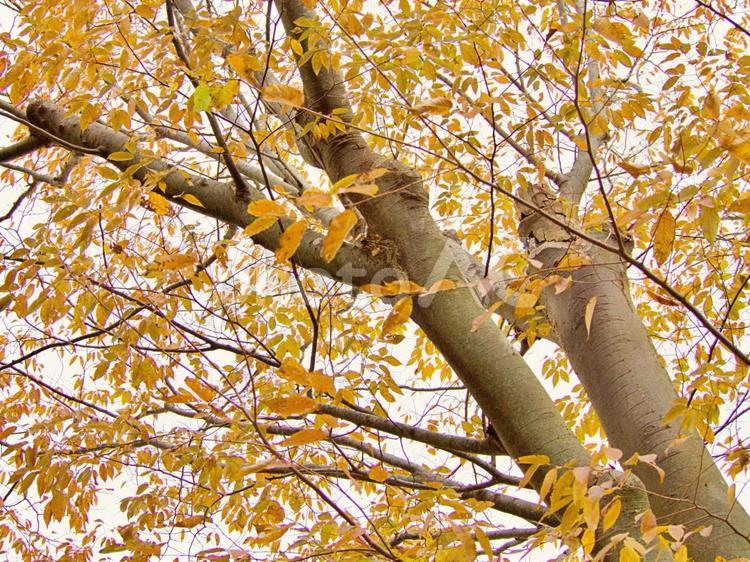 紅葉した木の葉が風に舞う秋の風景 秋,木の葉,紅葉の写真素材