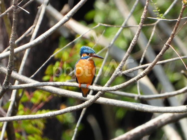 枯れ枝にとまったカワセミ4 カワセミ,鳥,鳥類の写真素材