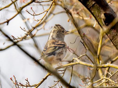 枝にとまるアトリ 枝にとまるアトリ アトリ,獦子鳥,花鶏の写真素材