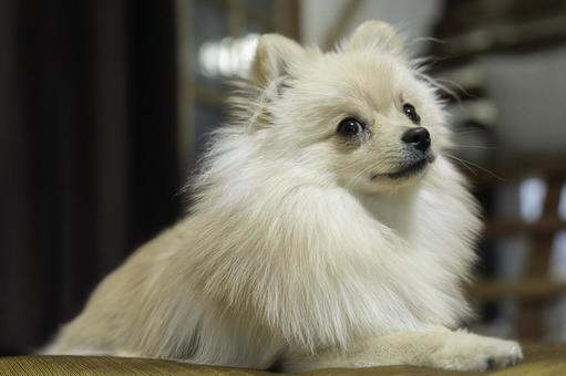 ポメラニアン【生後約8か月】 ポメラニアン,ふわふわ,もふもふの写真素材