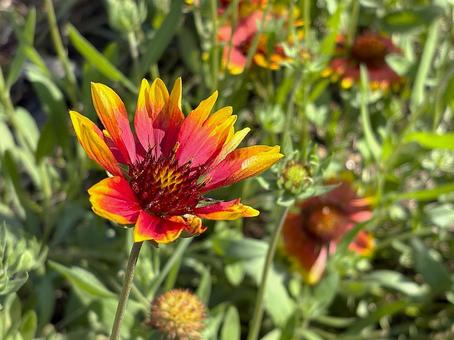 ガイラルディアの花 ガイラルディア,花,植物の写真素材