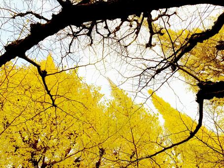 イチョウ イチョウ,銀杏,イチョウ並木の写真素材