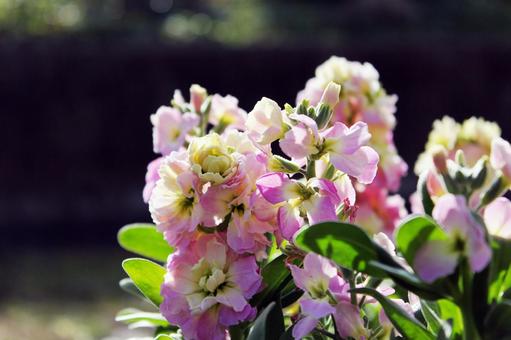 花壇の花 風景,ピンク,癒しの写真素材