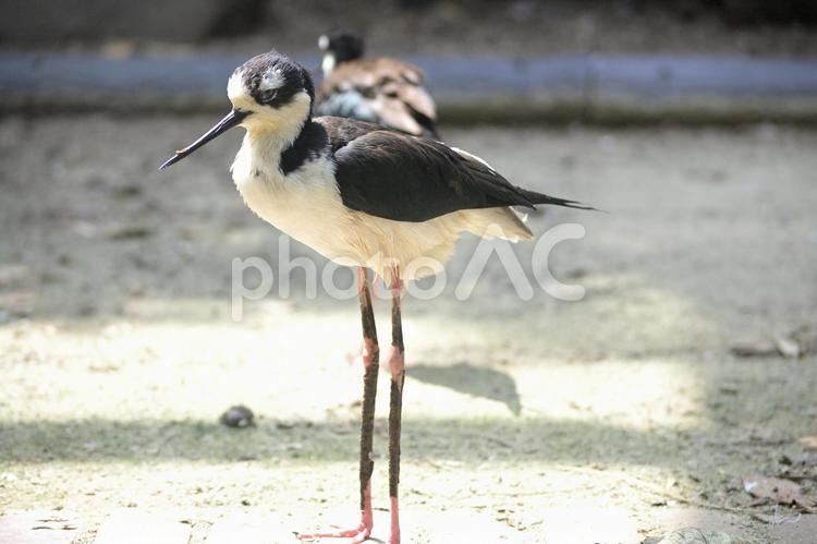 クロエリセイタカシギ 動物園,生き物,動物の写真素材