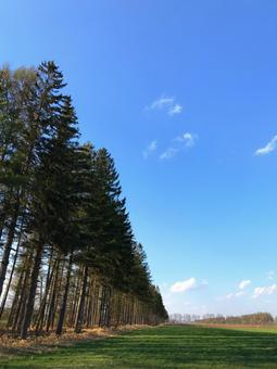 防風林 防風林の写真
