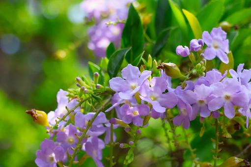 8月中旬の庭の陽の当たるデュランタの花 8月中旬の庭の陽の当たるデュランタの花の写真