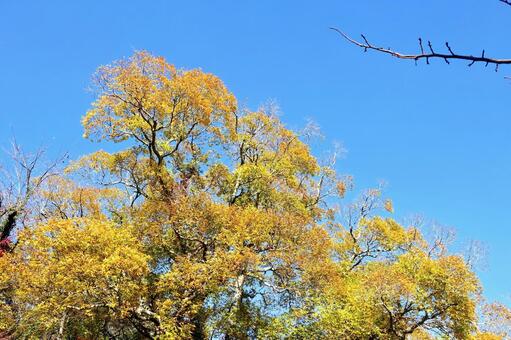 秋深し一碧湖の秋色 イチョウ,紅葉,秋高しの写真素材