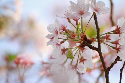cherry blossoms, JPG
