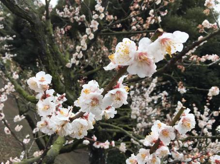 花 梅 花 梅の写真