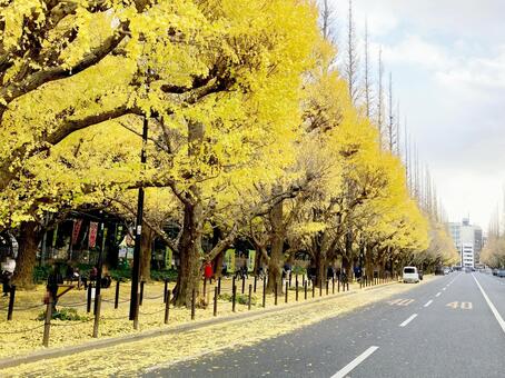 イチョウ イチョウ,銀杏,イチョウ並木の写真素材